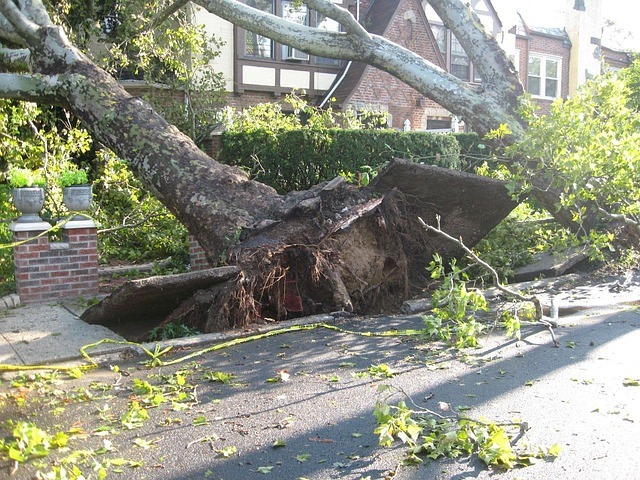 publicdomainpictures-tree-14340_640 publicdomainpictures-tree-14340_640
